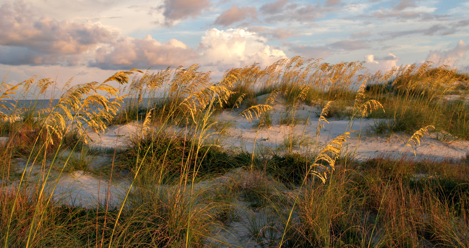 Sea oats at sunrise in Cape San Blas, Florida